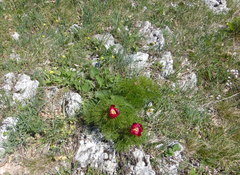 Paeonia tenuifolia
