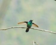 Colibri