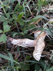 Lepiota brunneoincarnata