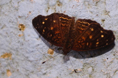 Anthanassa atronia