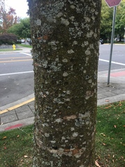 Zelkova serrata