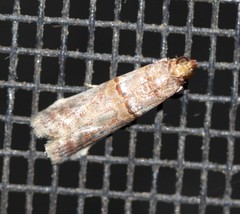 Hypargyria metalliferella