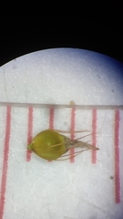 Rhynchospora gracilenta