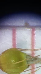 Rhynchospora gracilenta