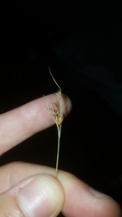 Rhynchospora gracilenta