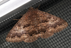 Eudesmeola lawsoni