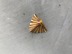 Pityeja histrionaria