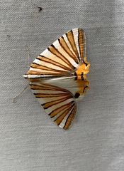 Pityeja histrionaria