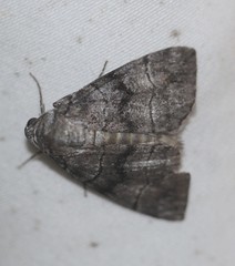 Dysbatus singularis