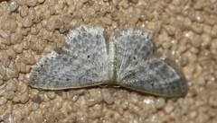 Idaea elaphrodes