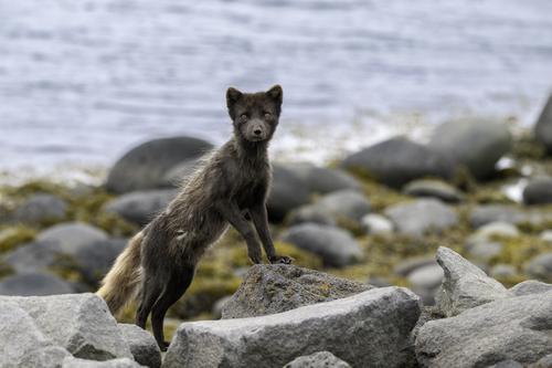 Pribilof Island Fox photographed in Alaska