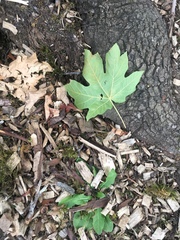 Acer macrophyllum