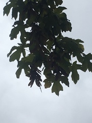 Acer macrophyllum
