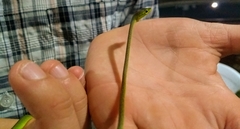 Oxybelis brevirostris