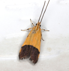 Crocanthes micradelpha