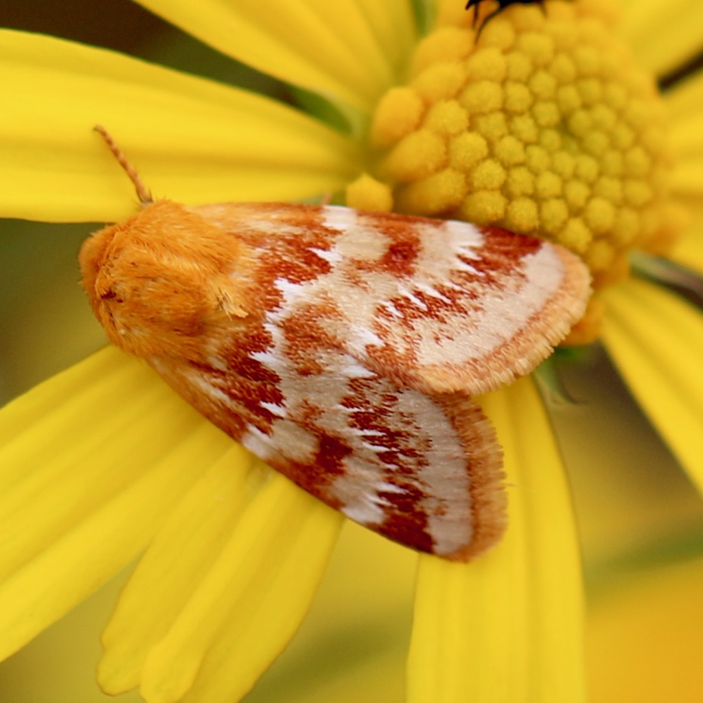 Fuller's flower moth