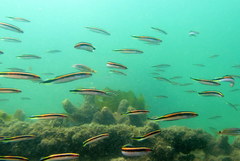 Trachinops taeniatus