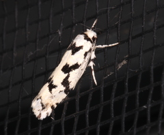 Lichenaula calligrapha