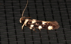 Macrobathra arrectella