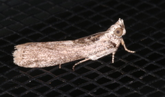 Sciota melanostyla