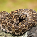 Mexican Lancehead Rattlesnake - Photo (c) Ricardo Arredondo T., some rights reserved (CC BY-NC), uploaded by Ricardo Arredondo T.