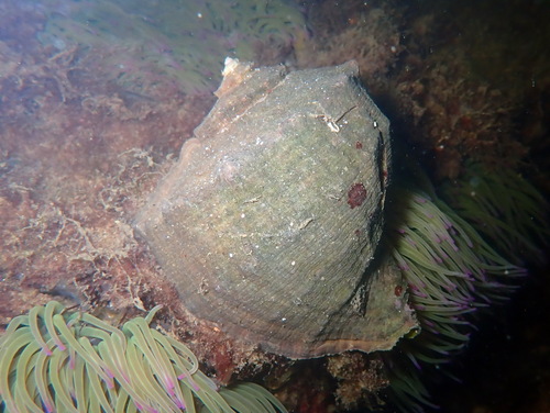 Rapana venosa