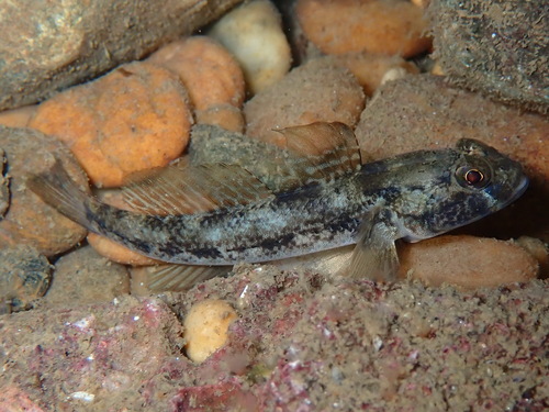 Gobius niger