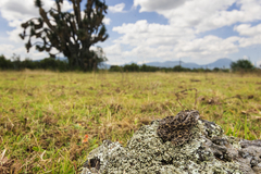 Crotalus polystictus
