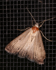 Tathorhynchus fallax