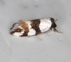 Zonopetala decisana