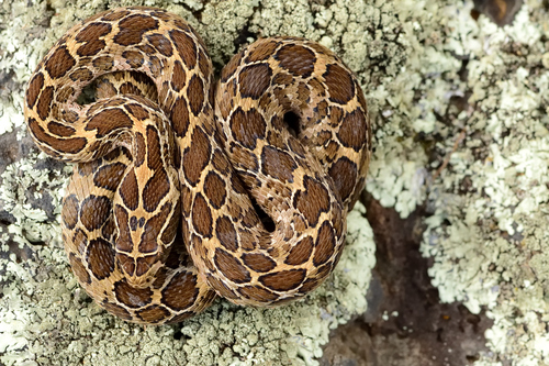 Mexican Lancehead Rattlesnake