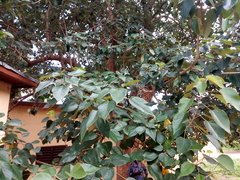 Gmelina arborea