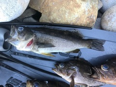 Sebastes serranoides