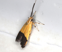 Crocanthes micradelpha