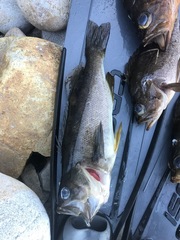 Sebastes serranoides