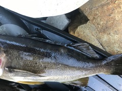 Sebastes serranoides