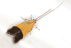 Crocanthes micradelpha