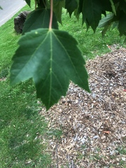 Acer rubrum