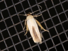 Stathmopoda liporrhoa