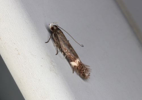 Aproaerema simplexella