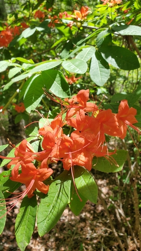 Rhododendron prunifolium, photograph 1