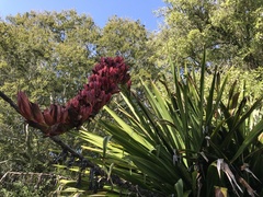 Doryanthes