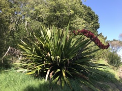 Doryanthes