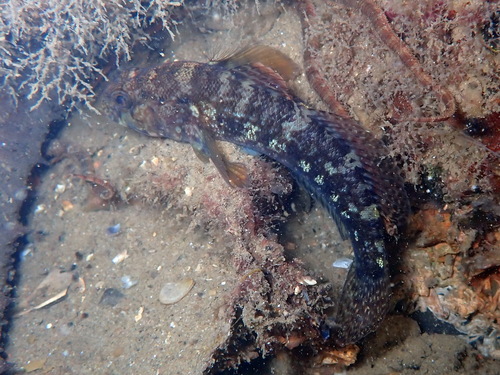 Gobius paganellus