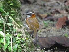 Pomatorhinus musicus