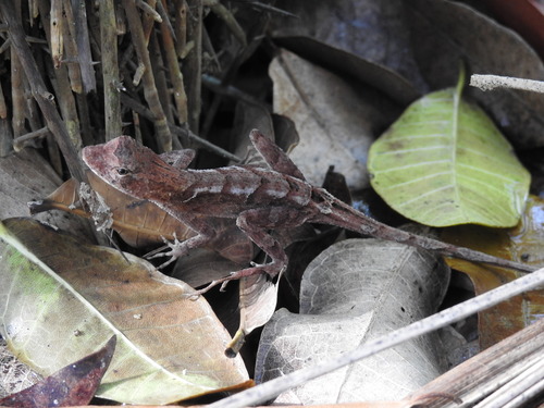 Greater Scaly Anole, Anolis tropidonotus