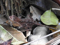 Anolis tropidonotus
