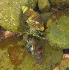 Pagurus novizealandiae