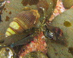 Pagurus novizealandiae