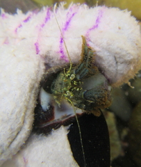 Pagurus novizealandiae